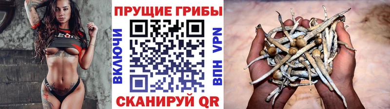 магазин наркотиков Валуйки Псилоцибиновые грибы Cubensis